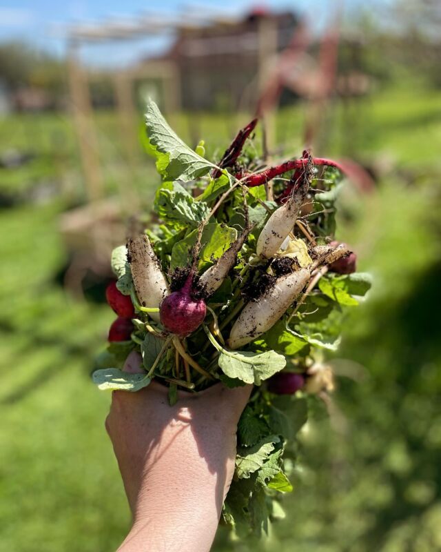 Radishes…one of first veg 
#radishes #redradishes #spring #veg #vegan #love